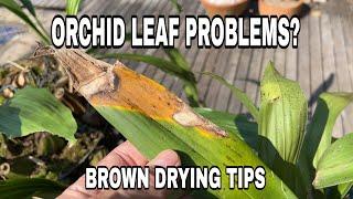 Why Orchid Leaves turn Brown and Dry on Ends, Anthracnose Fungus Explained