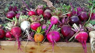 Beet Harvest | Getting Backyard Garden Ready For Spring Season