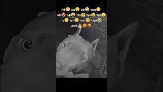 это было у меня вот такая собака что он микрофон сломал