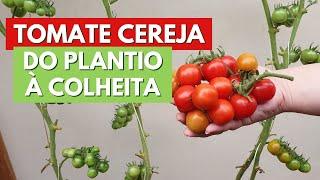 COMO PLANTAR TOMATE CEREJA DO INÍCIO AO FIM! DICAS DE PLANTIO, CUIDADOS, COLHEITA! CANAL MEU QUINTAL