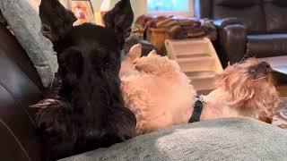 Scottie dog is getting smushed by his brother