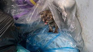 A kitten waiting for a dead mother cat