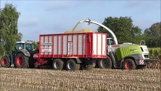 Van Dijck NV mais hakselen 2023 , Claas Jaguar 950