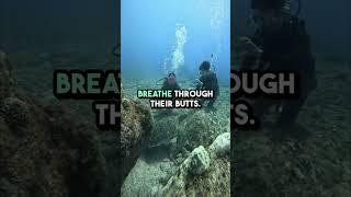Why Turtles Are Nature’s Slowest Drama Queens  | Funny Animal Facts #shorts