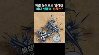 파란 용이라고 불리우는 생물의 정체는?