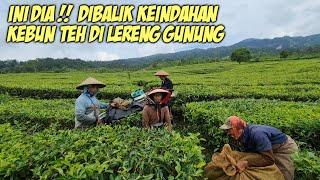 PEMANDANGAN HAMPARAN KEBUN TEH BIKIN ADEM SEMUA ORANG