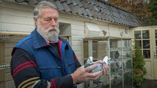 WHZB/TBOTB 2017 Winners - Best middle distance bird: Evert Mooiweer, Emmen (English Sub)