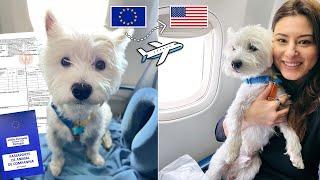 Flying with your dog from Europe to the USA? | THIS is the only video you need to watch [4K]