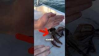Karate Chopping A Squid?!
