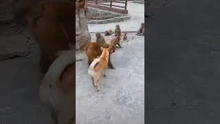 dog & monkey fight | ai video | funny video | ai short | comedy | anoop's entertainment