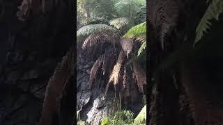 finding beautiful alluvial gold at a hidden waterfall in the Australian Alps. ( rare gold )