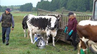 Dojenie na polu białogrzbietów Podlasie