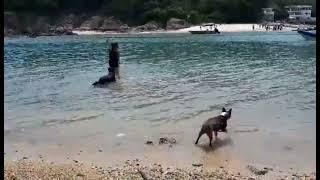 Dog's are best friends With Labrador and friends