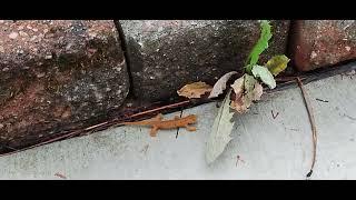 Newt at Grand Canyon Pennsylvania