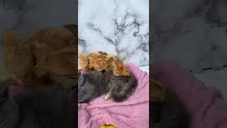 A kitten adopts a bunch of chicks, and cute video of the kitten and chicks sleeping together 