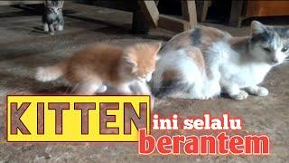 Si meong kitten lucu ini selalu berantem