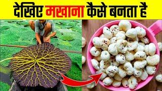 देखिए मखाना कैसे बनता है ? Makhana Kaise Banta hai ? Makhana Making Process | How Makhana is made?