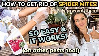 How To GET RID of Spider Mites & Prevent Spider Mites - EASY Process With Insecticidal Soap & Neem