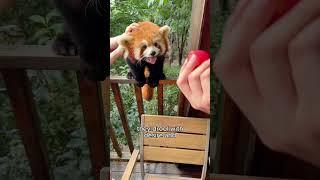 Red panda surprised guests in hotel room || Panda 