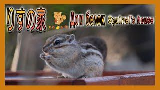 【１駅分の癒し】【4K】りすの家 Дом белок Squirrel's house
