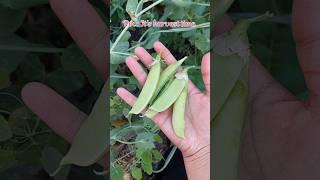 let's see what we can harvest today #fresh #veggies #harvest #greenpeas  #shorts