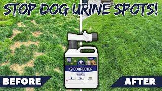 Stop Dog Urine Spots From Ruining Your Lawn Now!