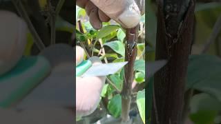 how to graft a apple ber tree//apple ber bud grafting#short#youtube#plants garden.