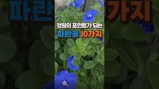 정원의 포인트, 파란꽃 10가지