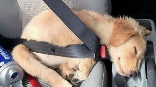 Funniest Golden Retriever PUPPIES will make you LAUGH ALL DAY  Funniest Animal Videos