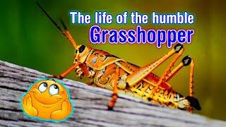 The life cycle of a Grasshopper!