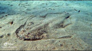 Scuba Diving with Angel Sharks, Rays, & Morays Feeding - Diving Lanzarote July & August 2024