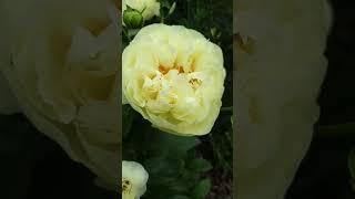 пион Lemon Chiffon #peony #пионы #lemonchiffon #бодровцветовод #всаду