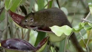 Natural Restroom - Nepenthes Lowii - Incredible Carnivorous Plant