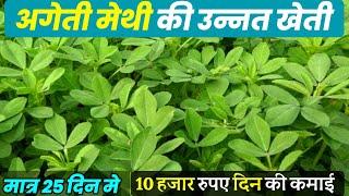 अगेती मेथी की खेती—बिकेगी 100₹ किलोMethi ki khetiMethi ki kheti kaise karenfenugreek farming