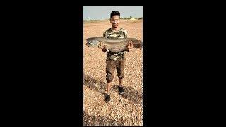 Snake head fishing in india/  fishing Kali river and walago atu 24lb fishing india river monster