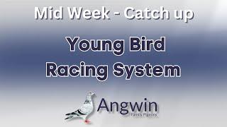 Angwin family Pigeons - Mid Week Catch up - Young Bird Racing System