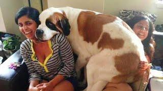 The Big Dog Thinks He's a Lap Dog!  Funny Dog Video