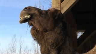 A Canadian winter for Africa's wildlife