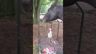 Niya the Arabian horse learning about gala sweet apples