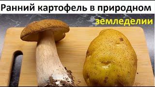 Ранний картофель в природном земледелии.