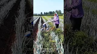 Onion field machine- Good tools and machinery can increase work efficiency