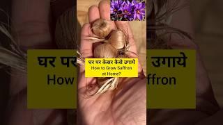 घर पर केसर कैसे उगाएं / How to Grow Saffron or Kesar Plant at Home #shorts #saffron #youtubeshorts