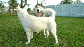 Gohan Meets his Favorite Husky Ever!