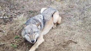 Спасение диких животных из браконьерских ловушек.