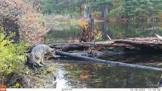 Coyotes Swamp