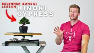 Beginner Bonsai Lesson - Hinoki Cypress Clip-and-Grow Techniques