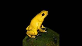 Most beautiful yellow frog #shorts #interestingfacts