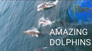 Dolphin Show | Tom Sailor Vlog