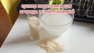 супер подкормка для рассады ,есть у каждого дома, рисовая вода и отвар #огород