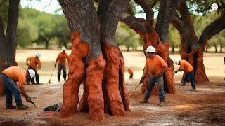 Cork production process | Harvest MILLIONS of trees to produce TONS of cork